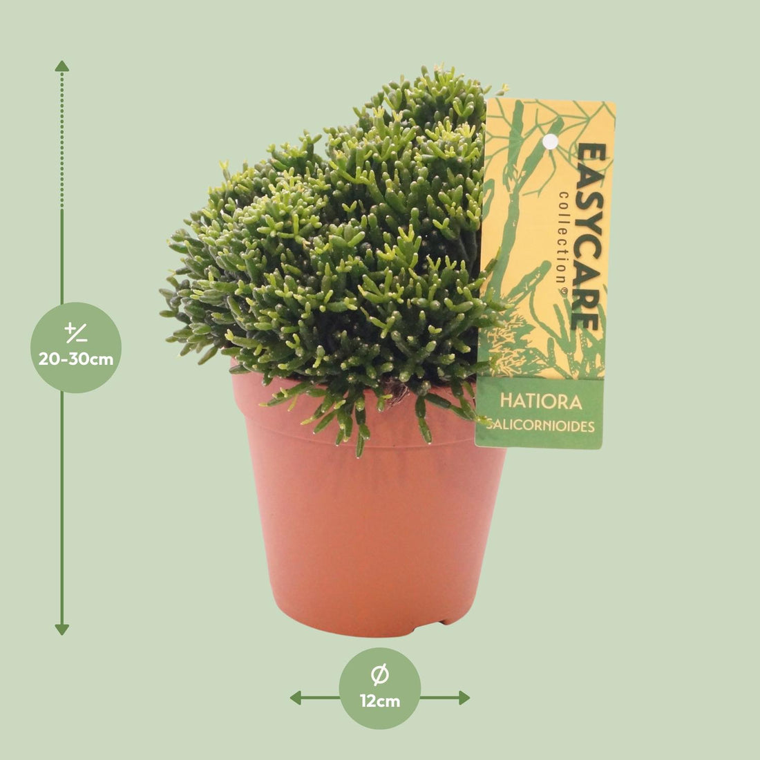 Hatiora Salicornioides - Ø12 ↕22