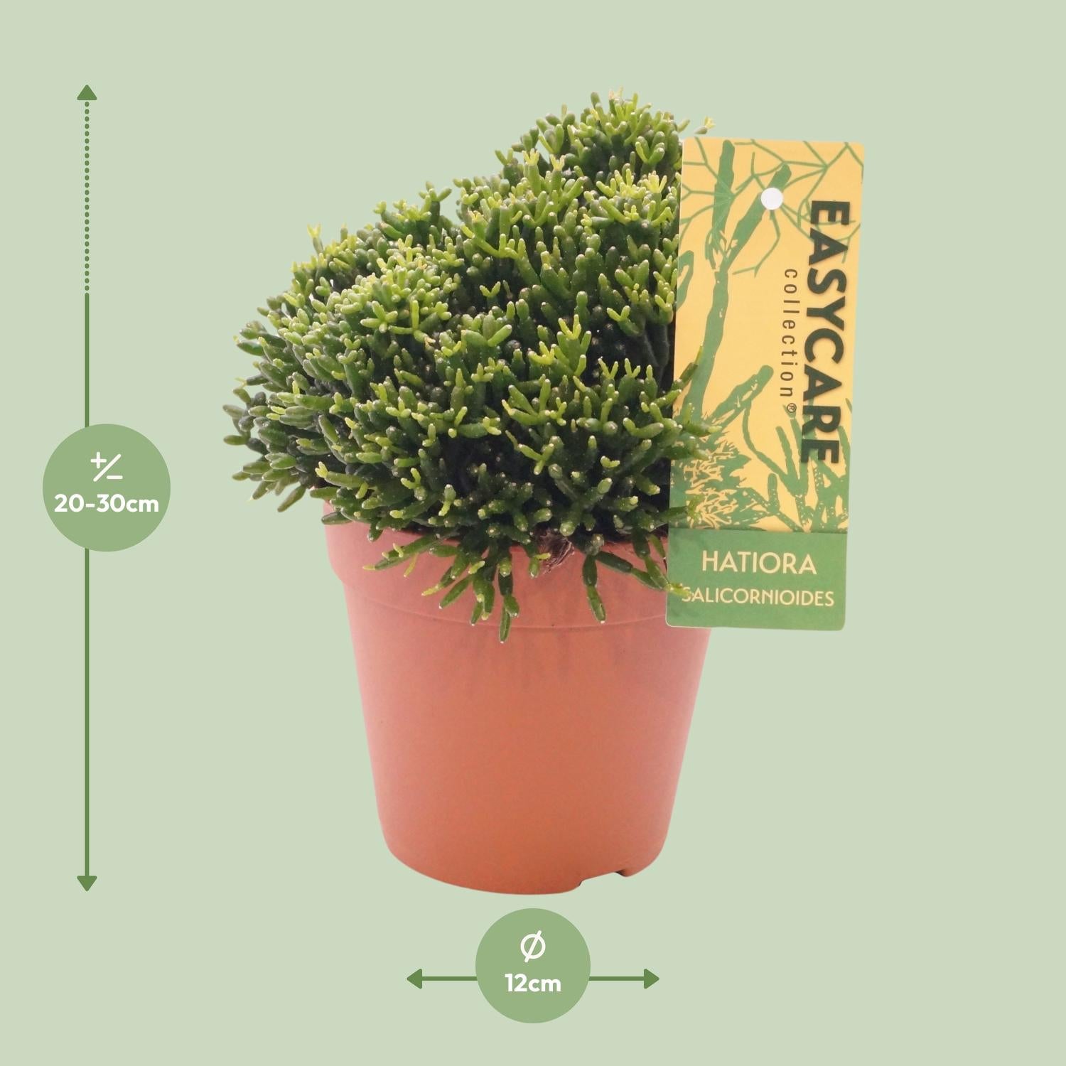 Hatiora Salicornioides - Ø12 ↕22