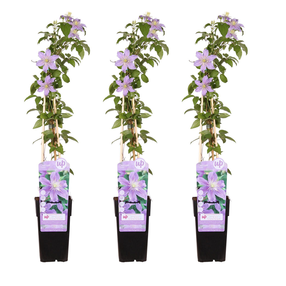 Clematis Justa - 3er Set - ↨65cm - Ø15