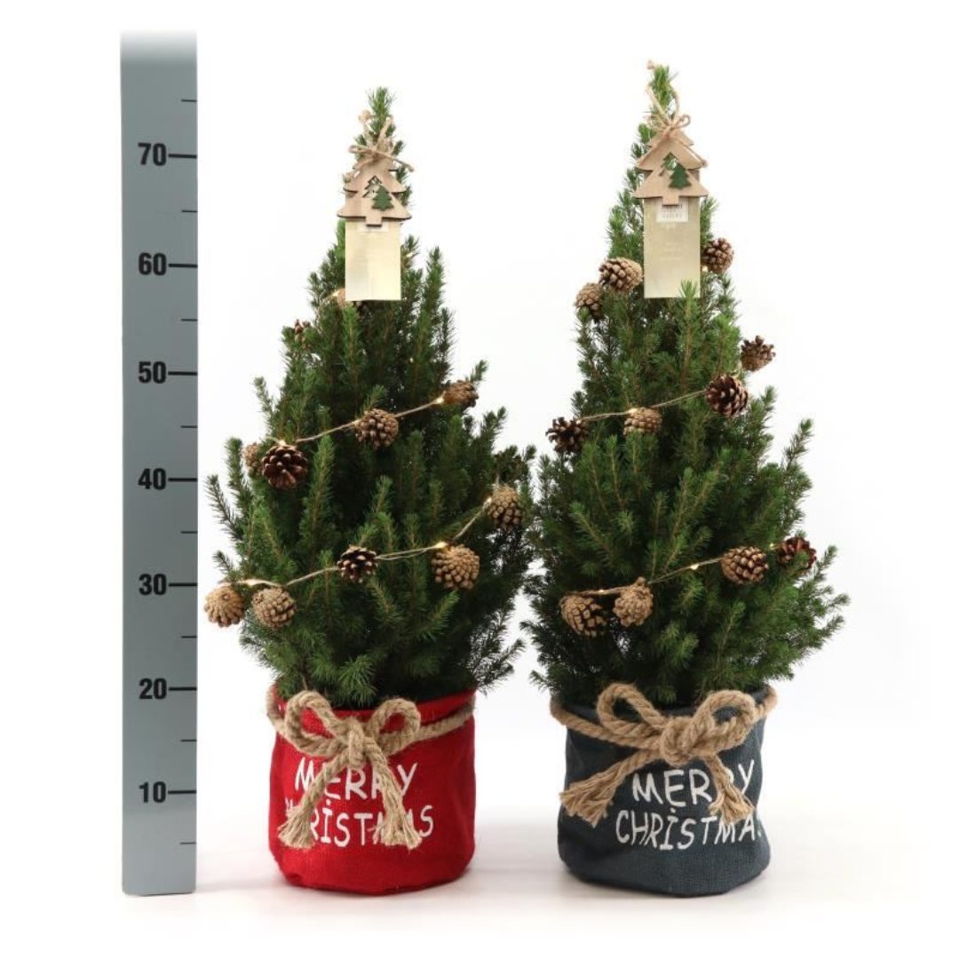 Kleiner Weihnachtsbaum in Weihnachtstopf rot - 70 cm - Picea Glauca Conica - Sternenbeleuchtung mit Batterien