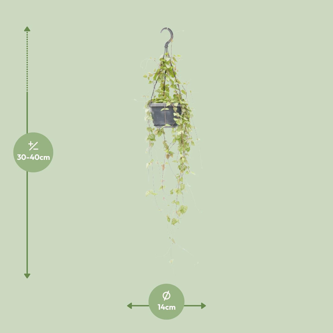 Ceropegia Linearis &
