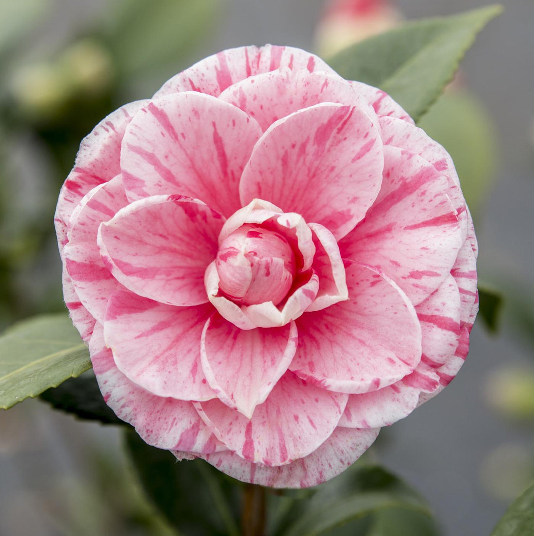 Japanische Kamelie - Bonomiana - Ø19 - ↨65cm