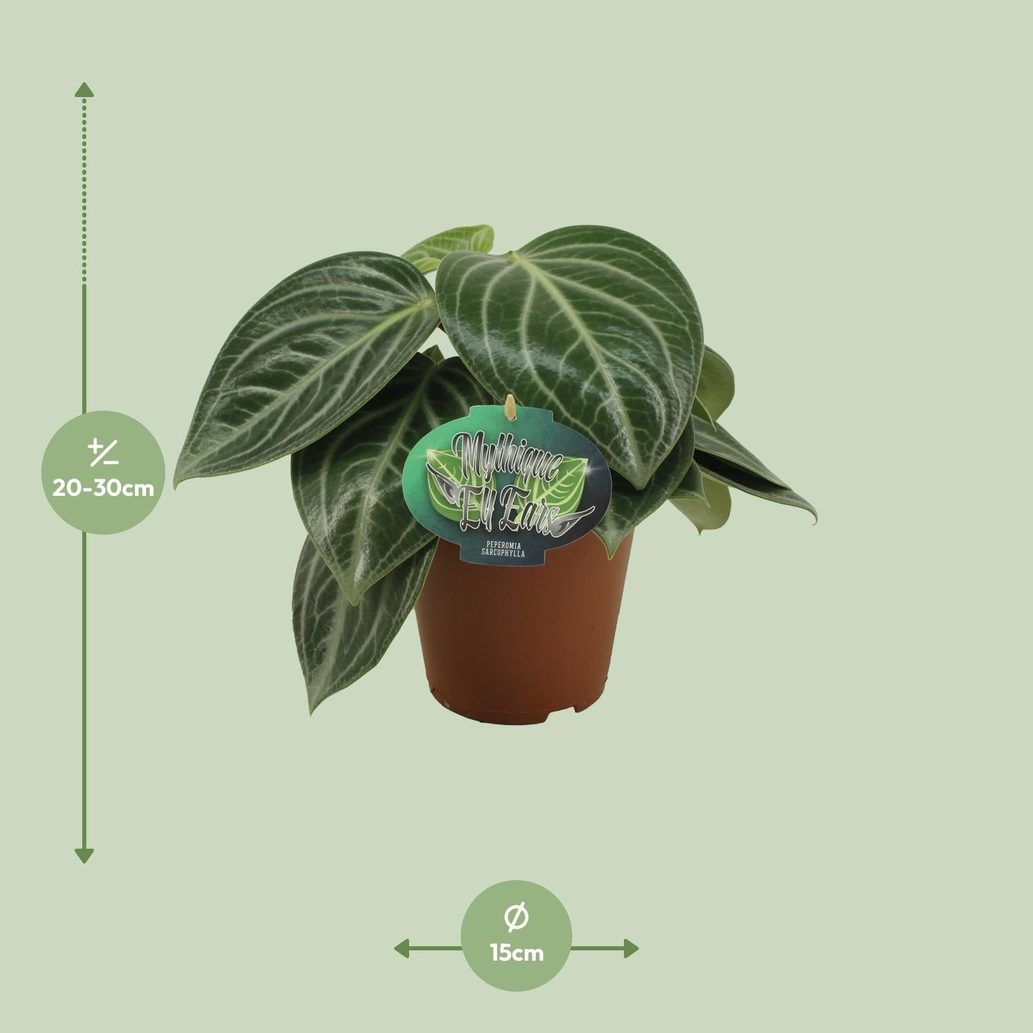 Peperomia Sarcophylla - Ø15cm - ↕25cm
