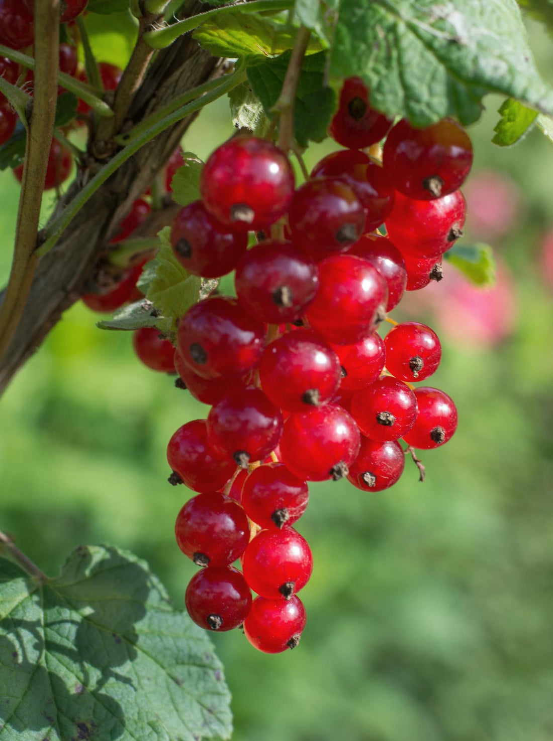 Rote Johannisbeere - &