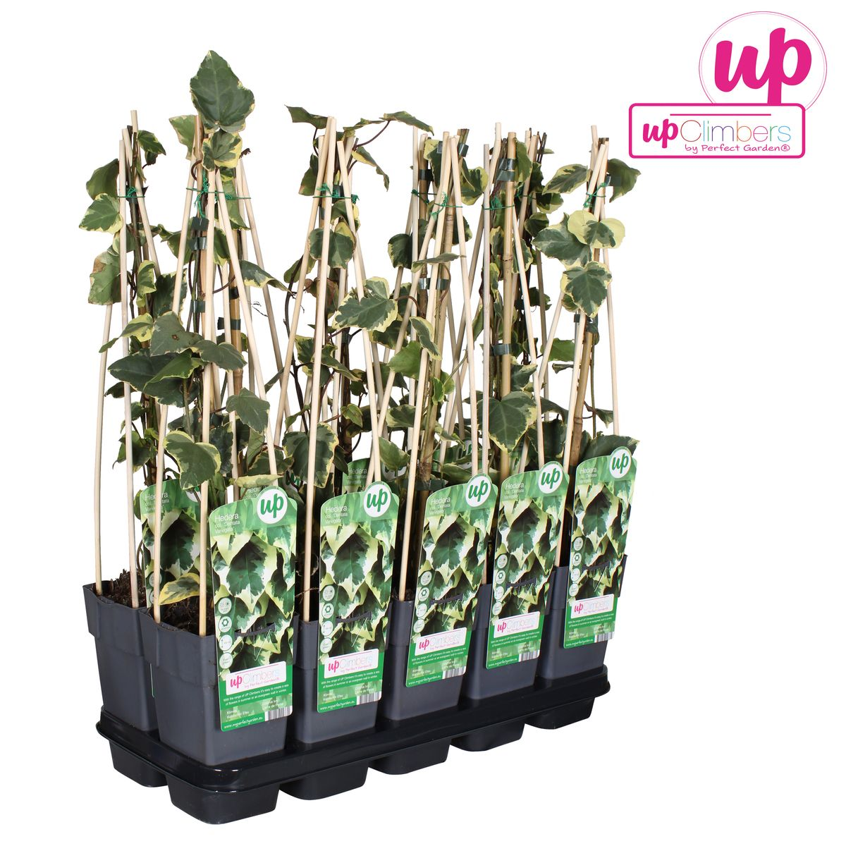 Hedera colchica &