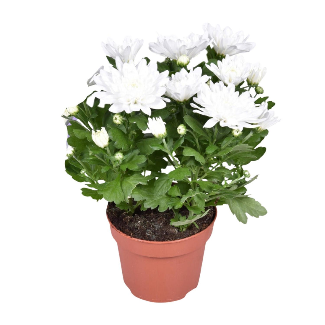 Zier-Chrysantheme - Chrysant Brave - Ø12cm - ↕26cm