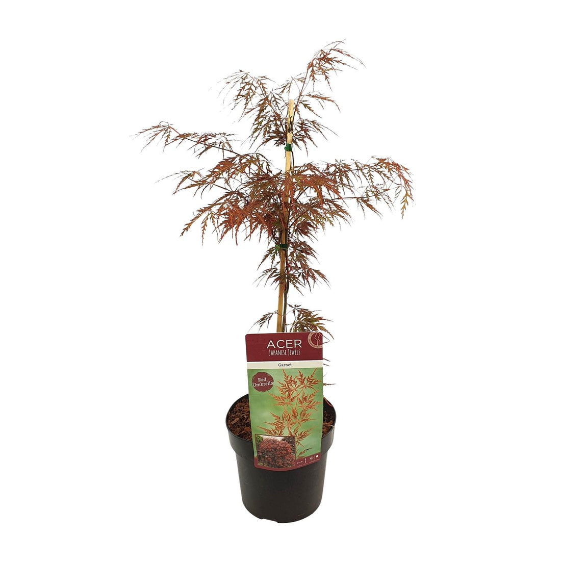 Acer palm. &