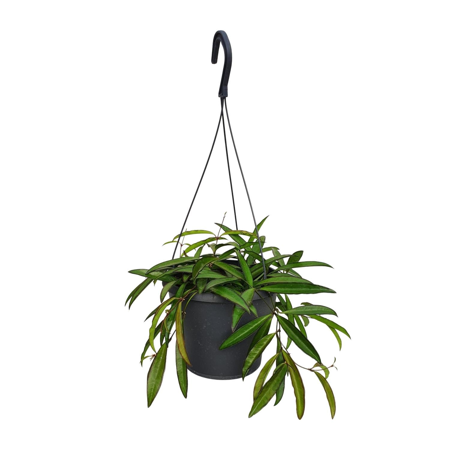 Hoya Bella - Ø19cm - ↕20cm