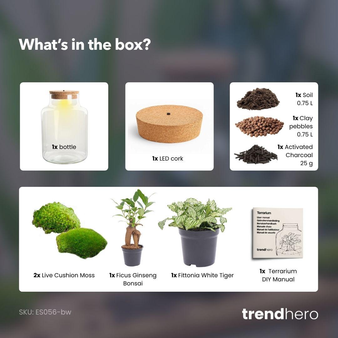 DIY Flaschengarten mit Licht - Little Milky Bonsai - Ø 17 cm ↑ 25 cm