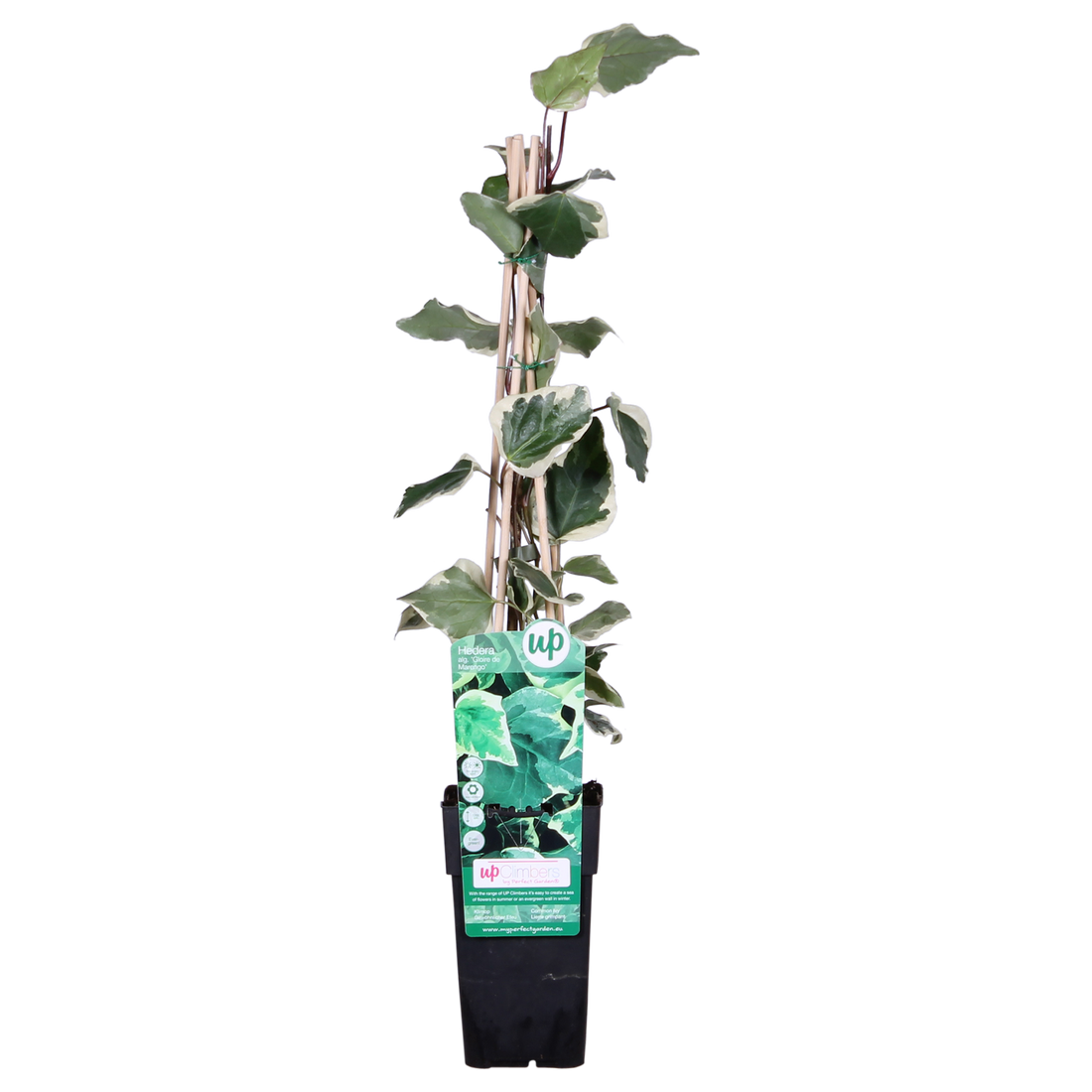 Gelbbunter Efeu - Hedera algeriensis &