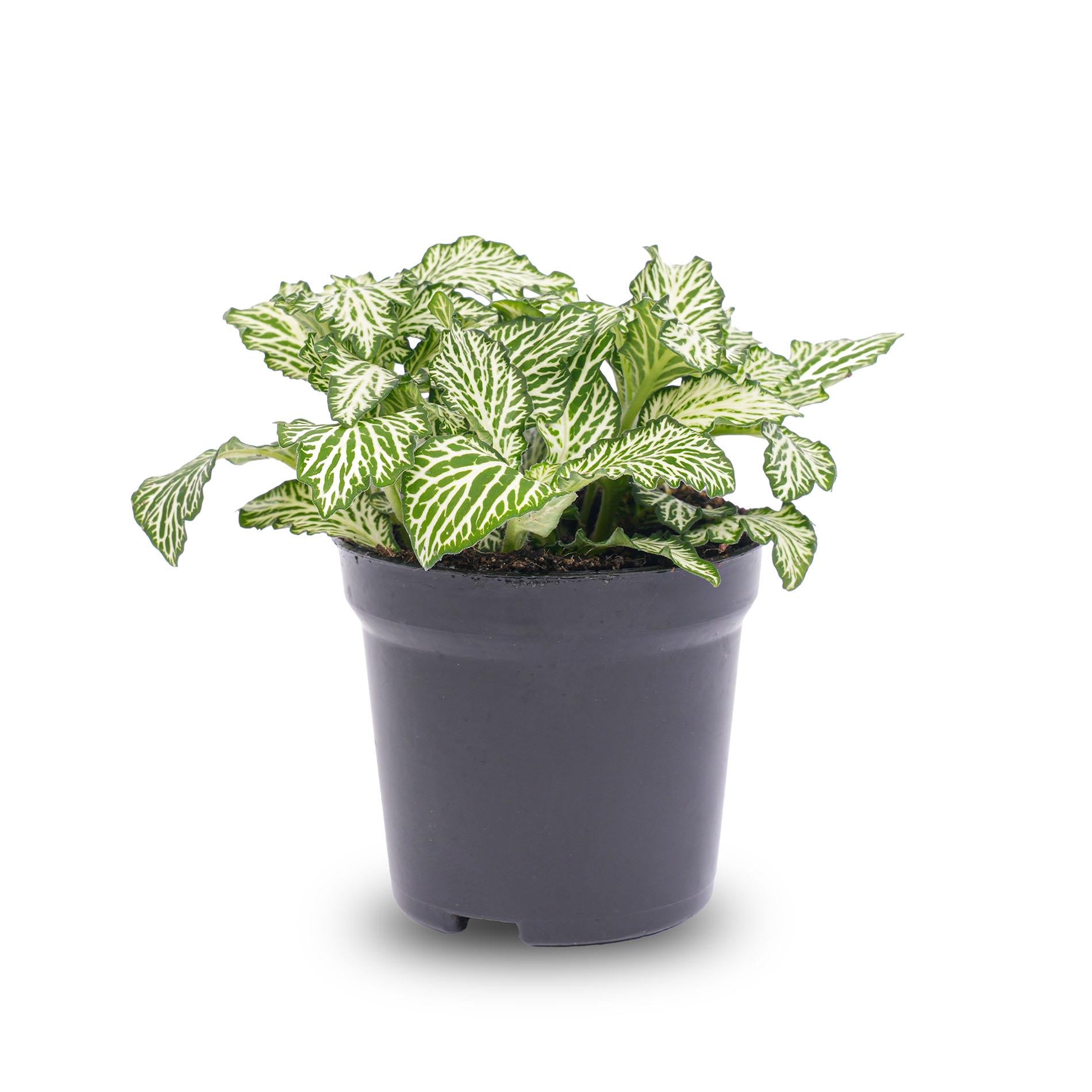 Fittonia Wit - White Tiger - Mozaiekplantje - Terrarium plant - Potmaat 8