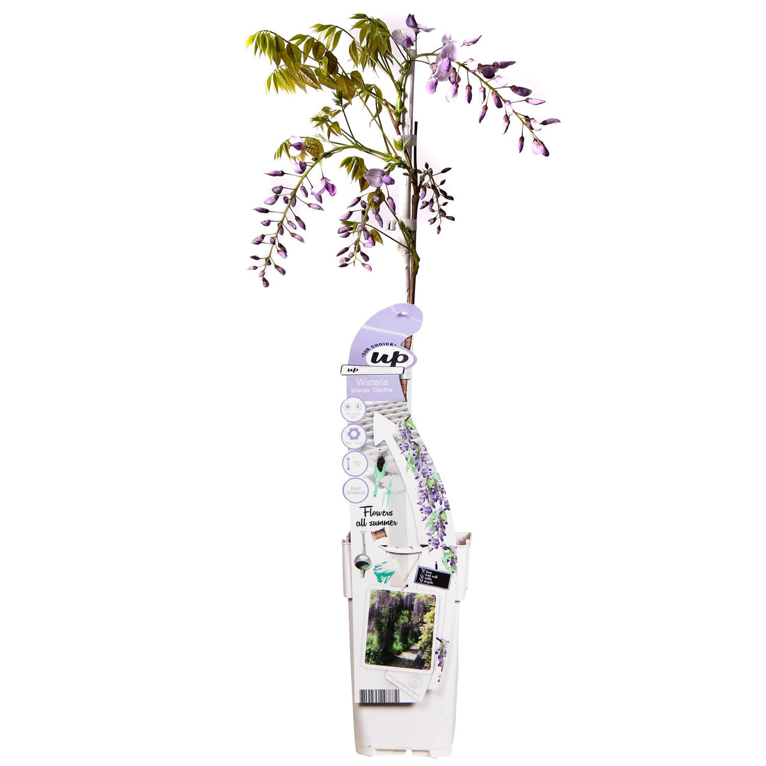 Purpurner Regen - Wisteria sinensis Caroline - Ø15cm - ↕65cm