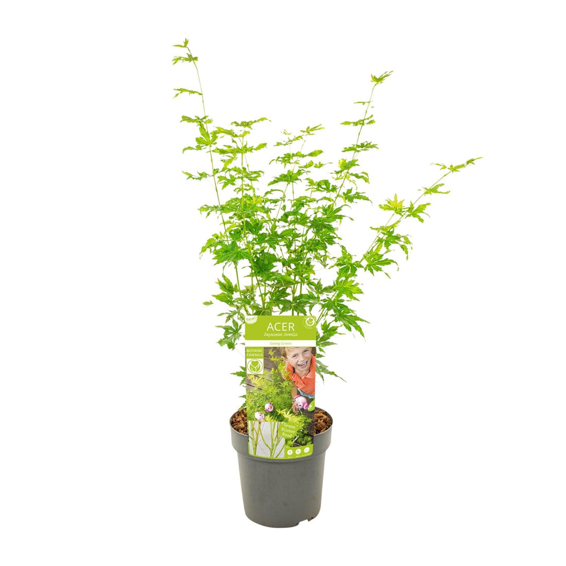 Fächerahorn - Acer palmatum Going Green - Ø19cm - ↕50cm