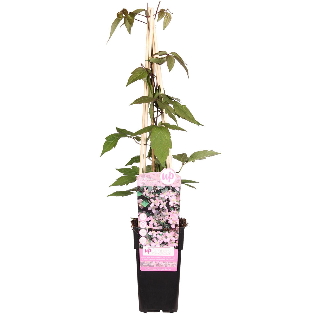 Clematis Montana &