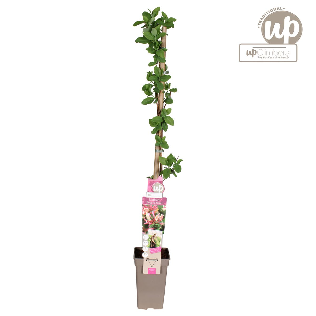Lonicera periclymenum &