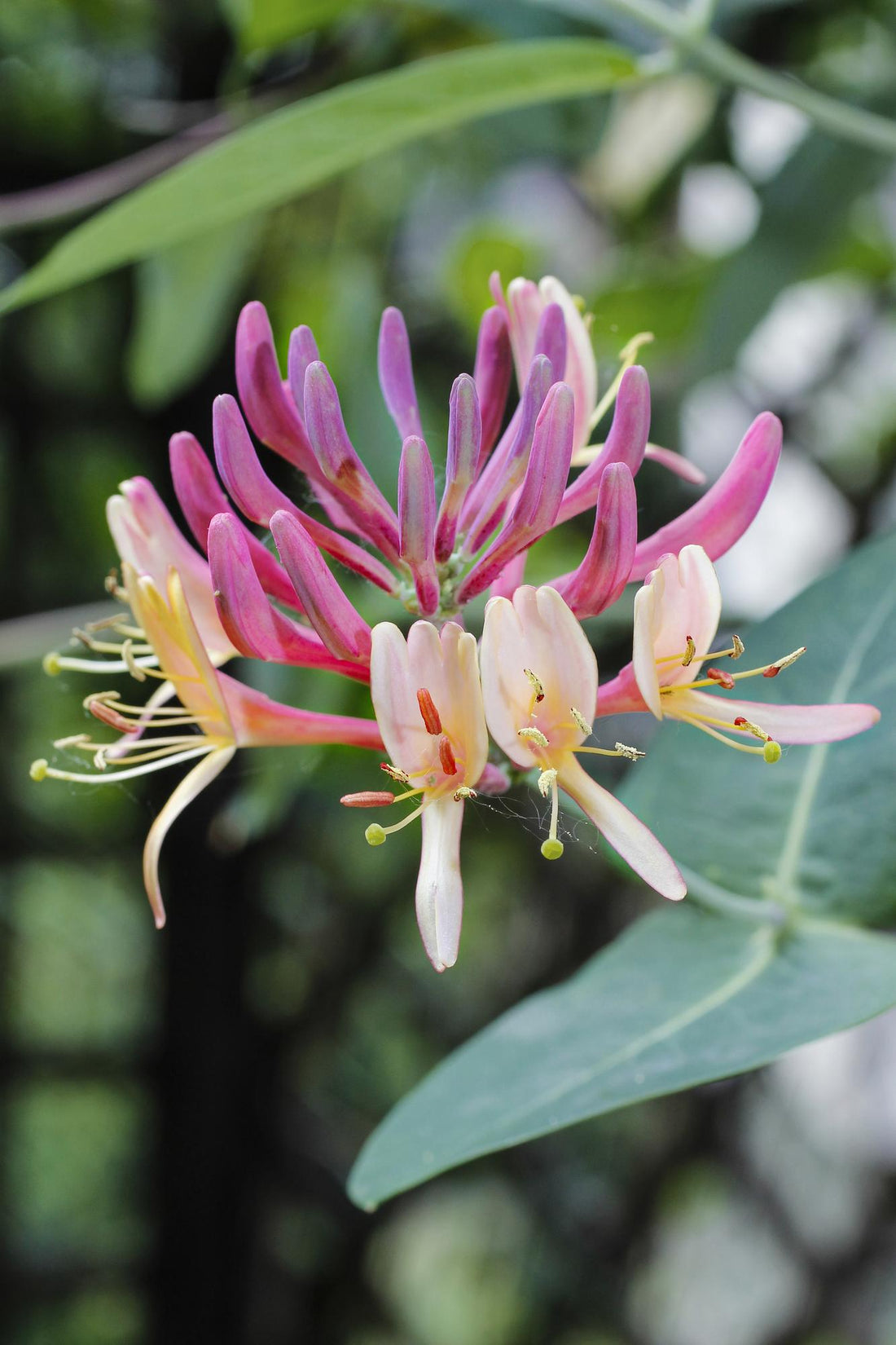 Lonicera periclymenum &