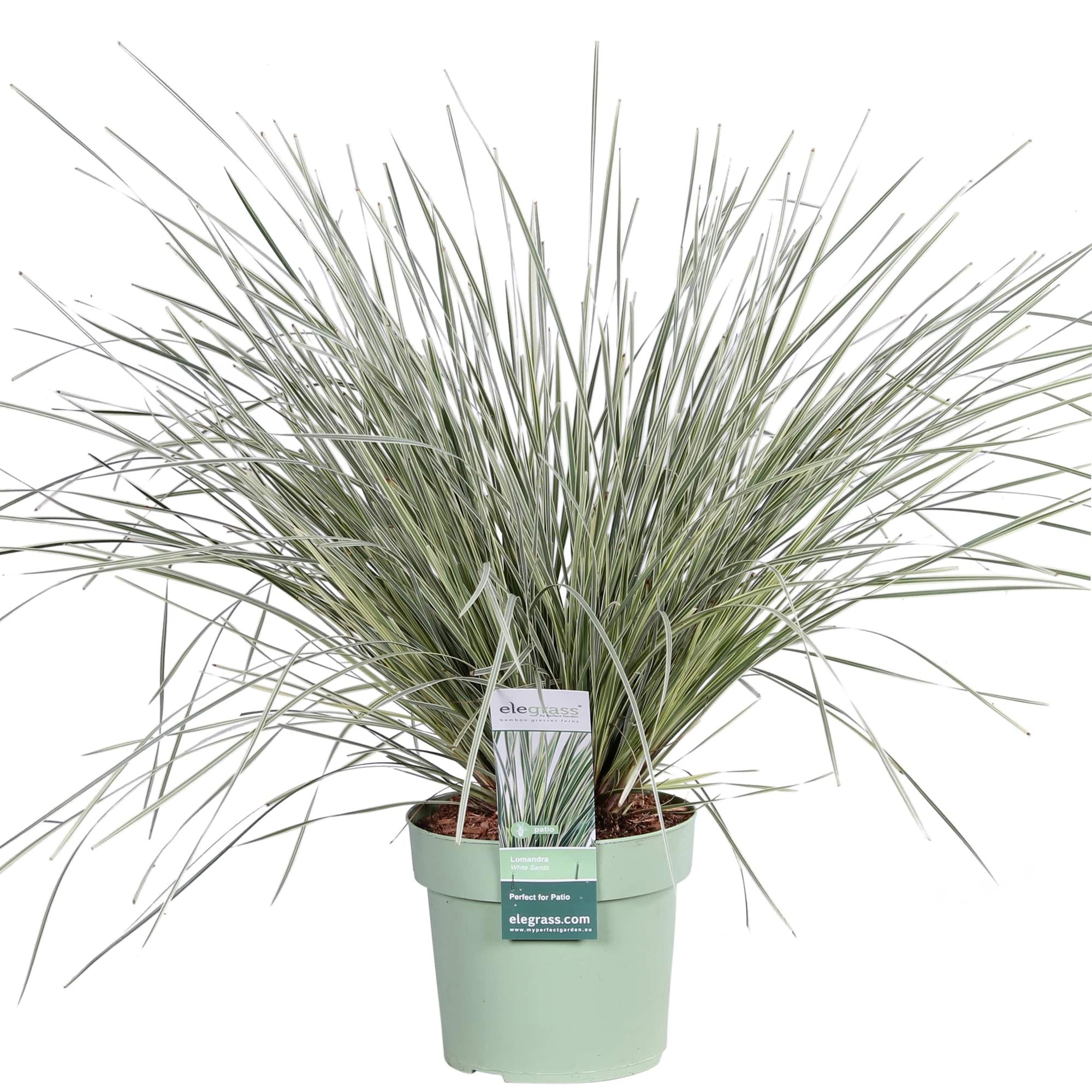 Korbgras - Lomandra longifolia &