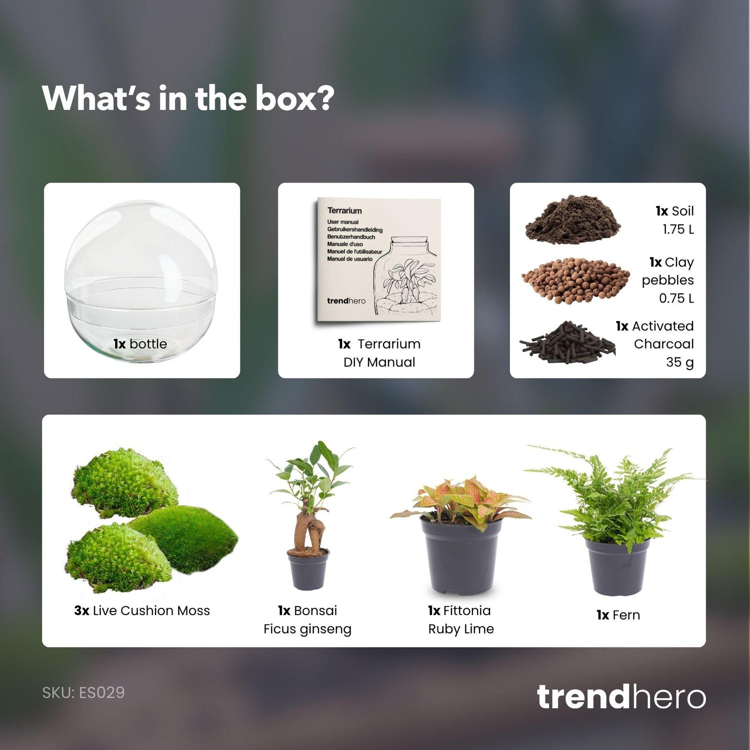 Flaschengarten - Dome XL - Ficus Ginseng Bonsai - ↕ 30 cm - ohne Werkzeug