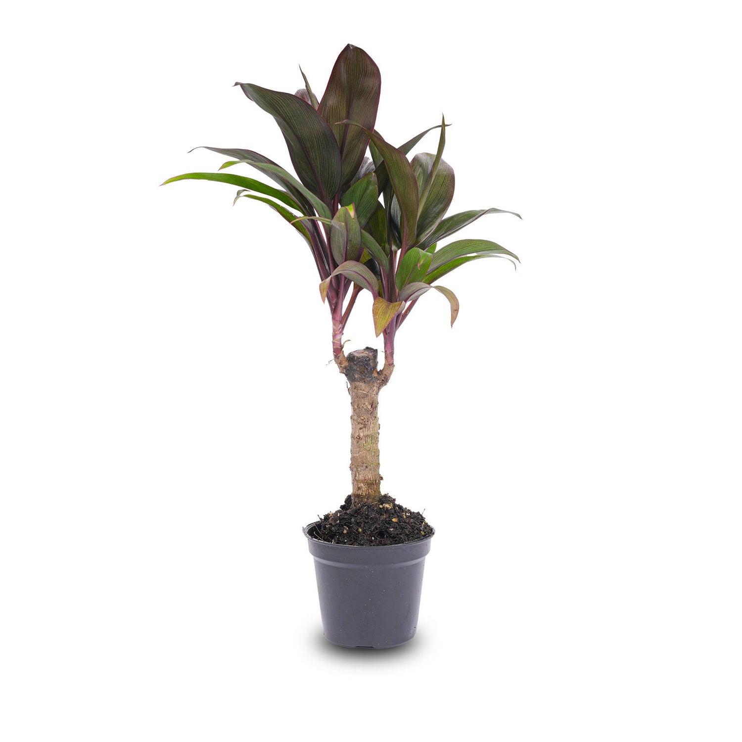Mini-palm - Cordyline fruticosa &