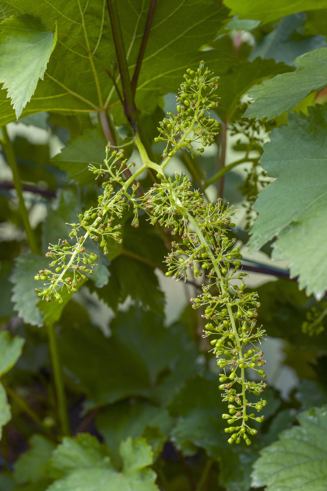 Weinrebe - Vitis vinifera &