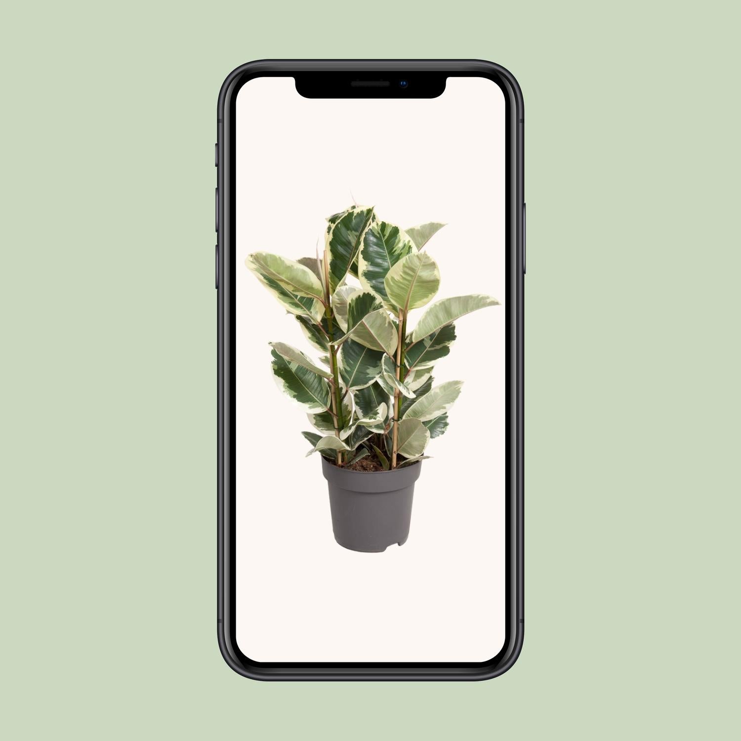 Ficus Elastica Tineke - Ø27cm - ↕100cm