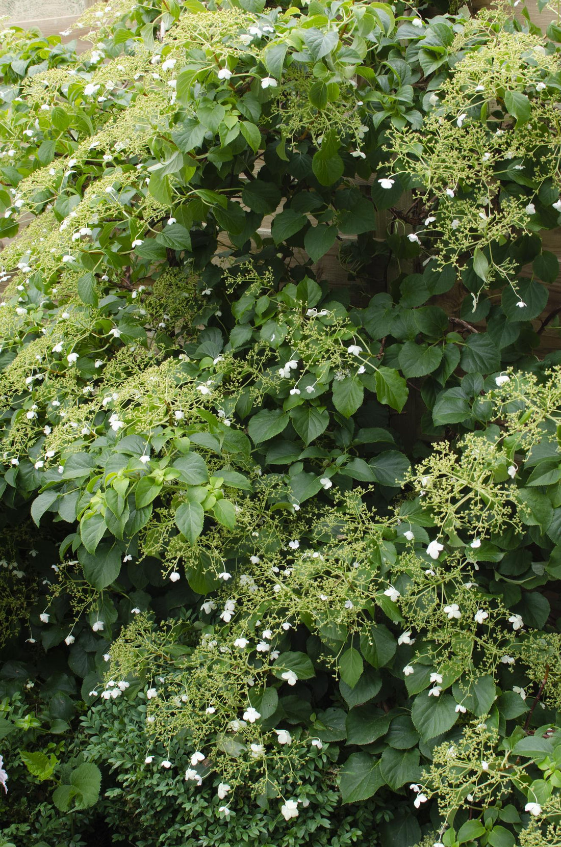 Kletterhortensie - Hydrangea petiolaris - Ø15cm - ↕65cm