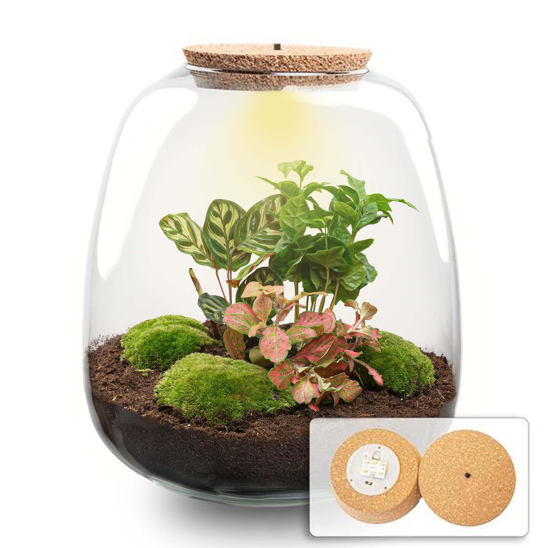 Flaschengarten - Emma - DIY kit - ↑ 25 cm - Ø 23 cm - Hedera White