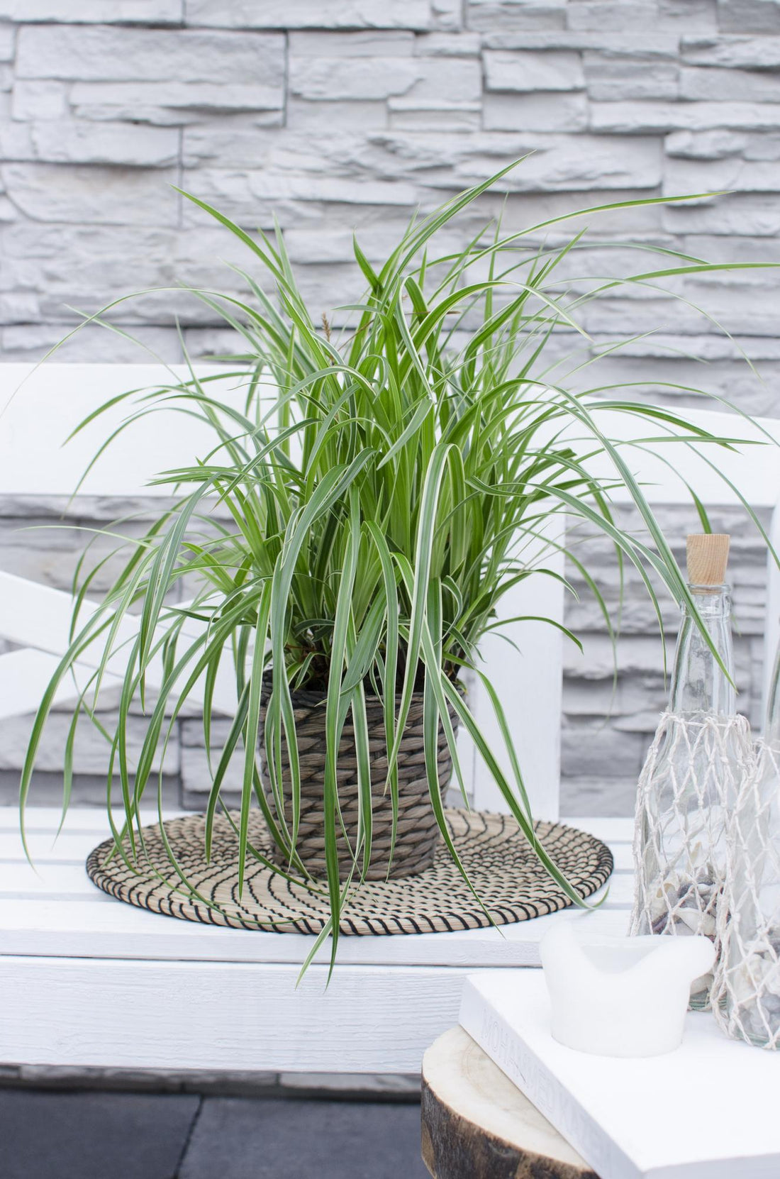 Japan-Segge - Carex morrowii &