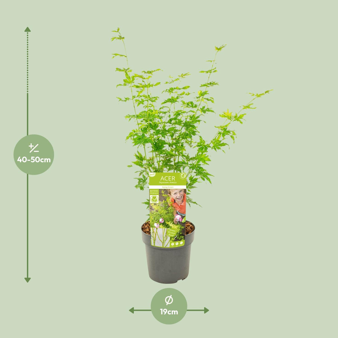 Fächerahorn - Acer palmatum Going Green - Ø19cm - ↕50cm