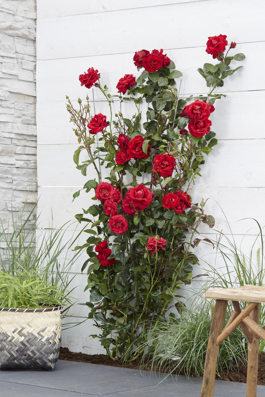Rosa Crazy in love &