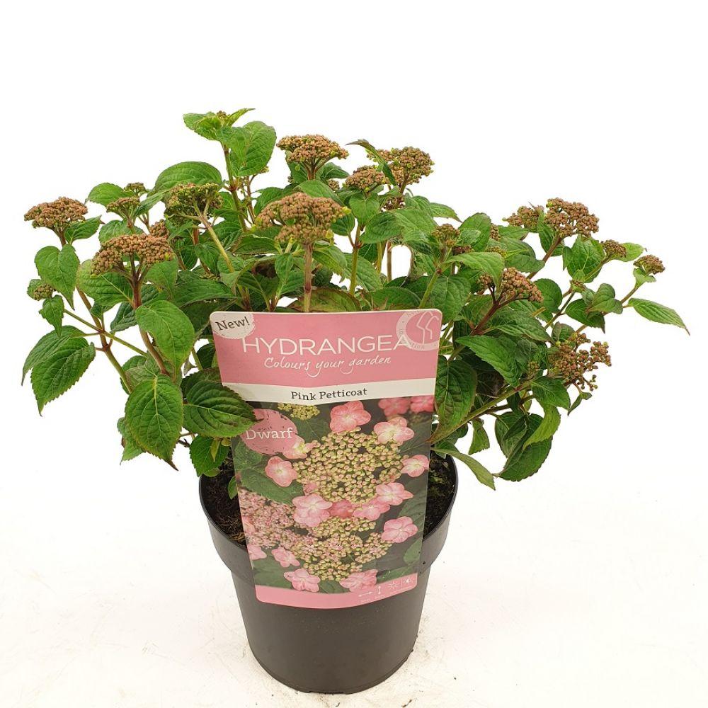 Hortensie - &