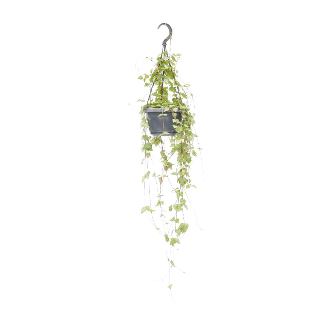 Ceropegia Linearis &