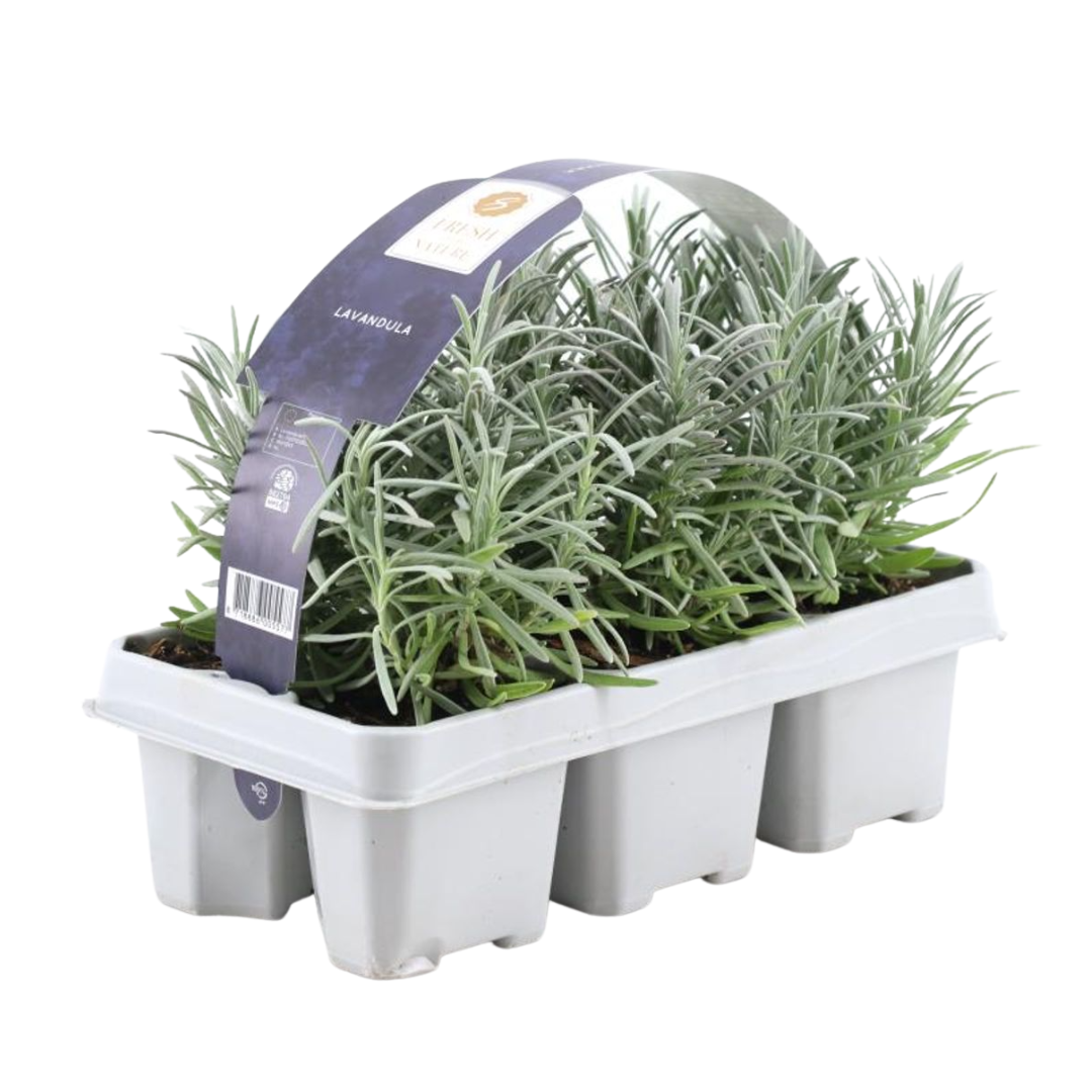 Lavendel lila (6er Set) - 6 x Ø7 cm - ↕25 cm