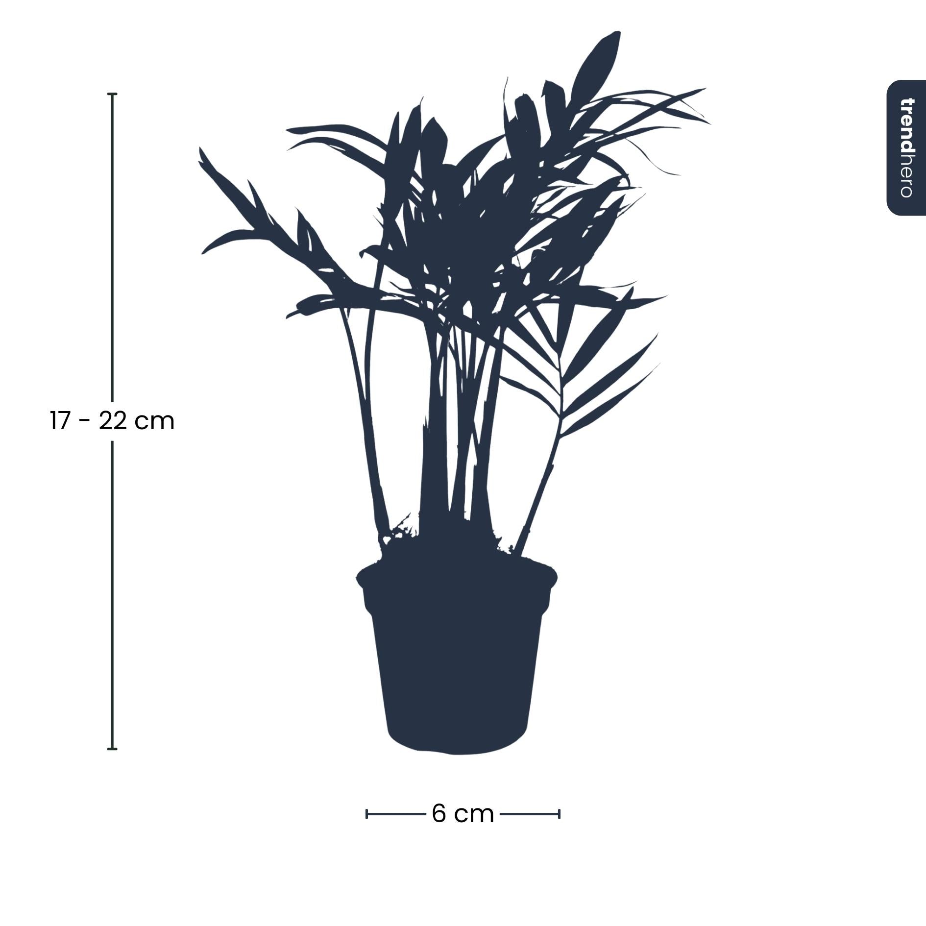 Parlour Palm - Chamaedorea elegans &