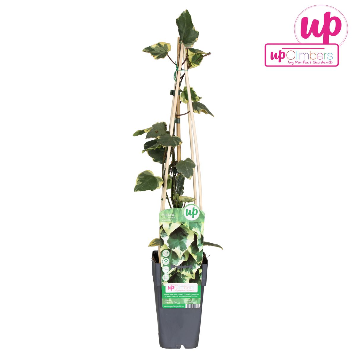 Hedera colchica &