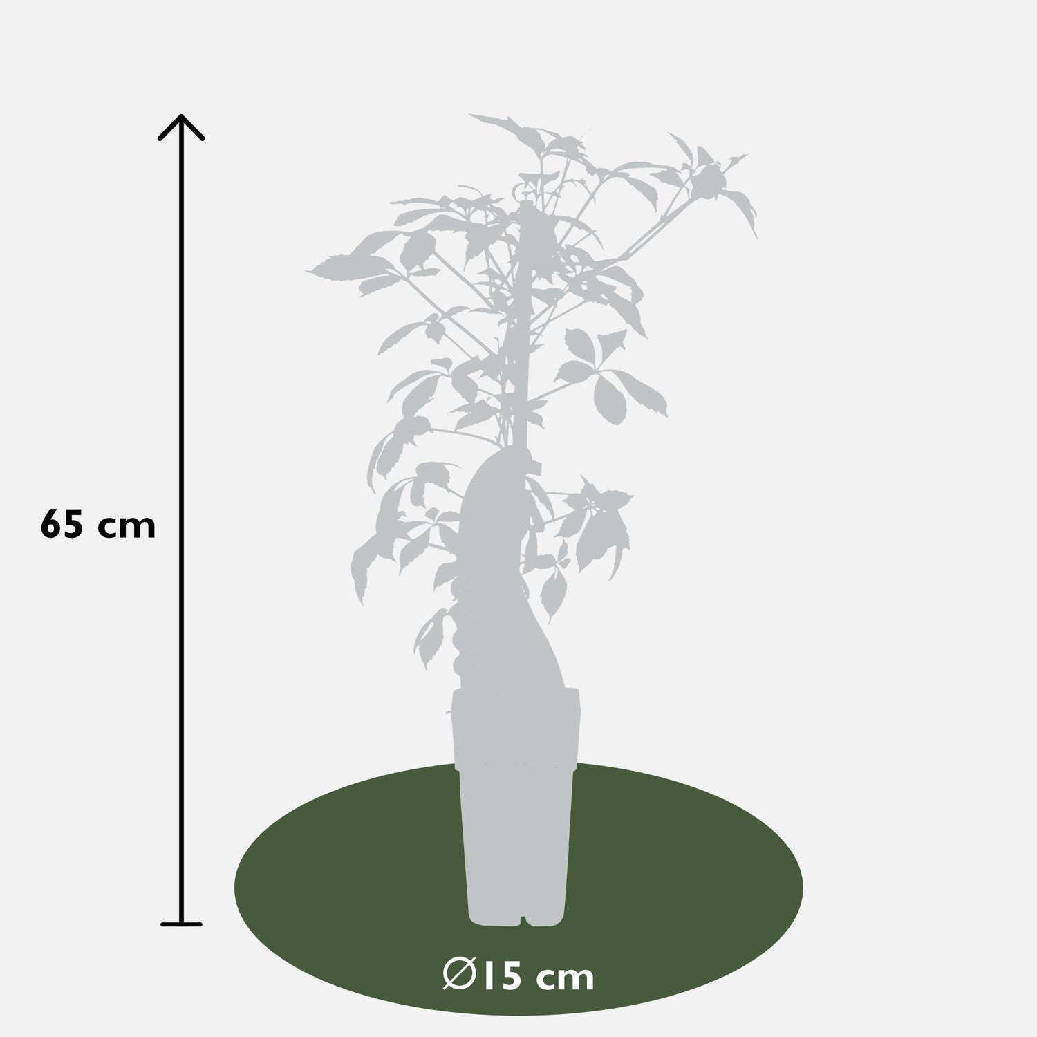Jungfernrebe - Parthenocissus henryana - Ø15cm - ↕65cm