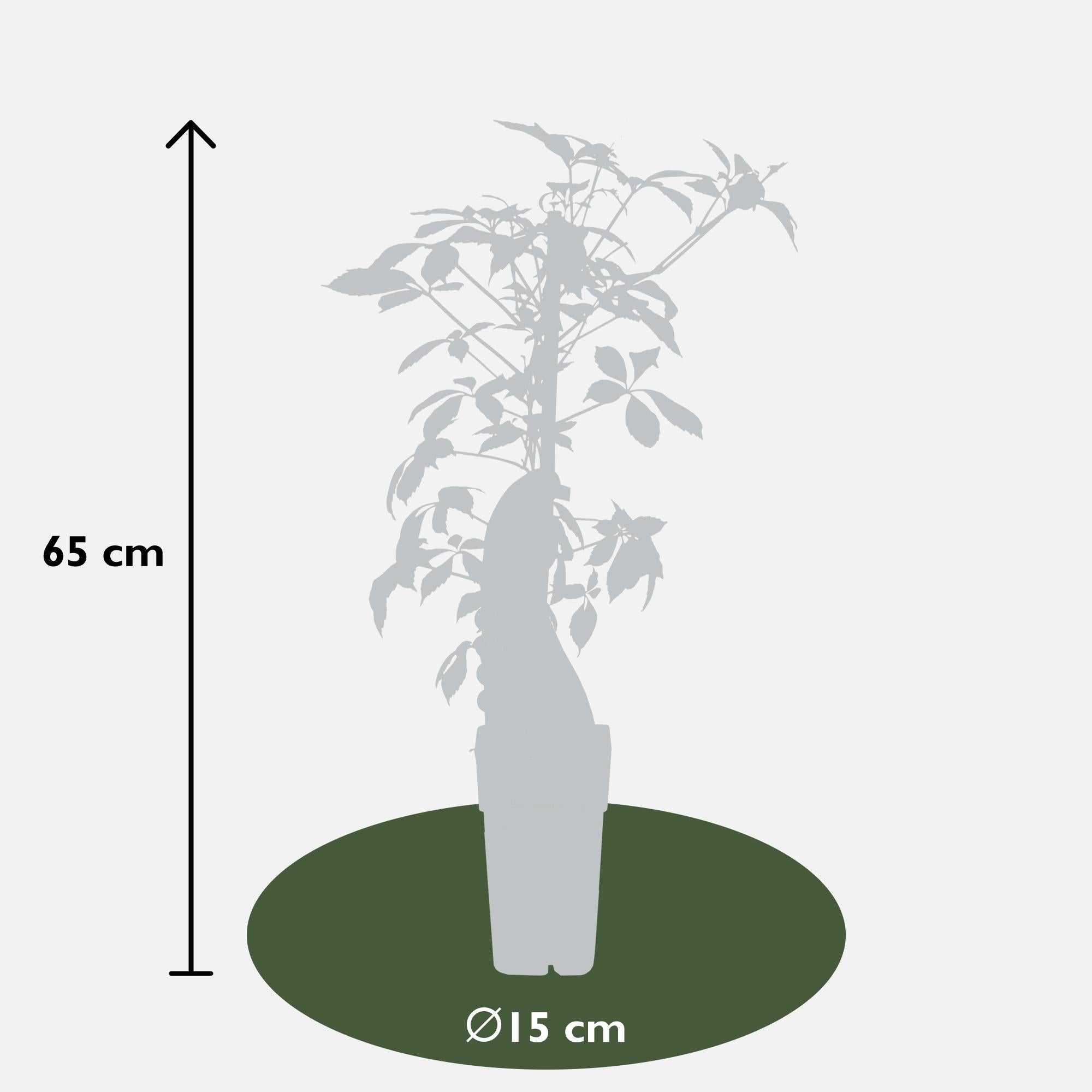 Jungfernrebe - Parthenocissus henryana - Ø15cm - ↕65cm