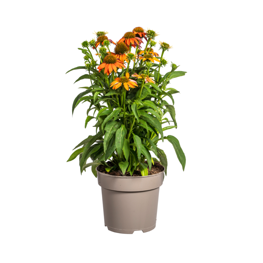 Sonnenhut - Echinacea purpurea Orange Ø19cm - ↕60 - 70cm