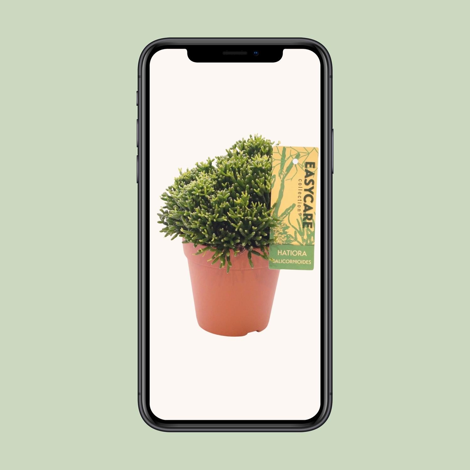 Hatiora Salicornioides - Ø12 ↕22