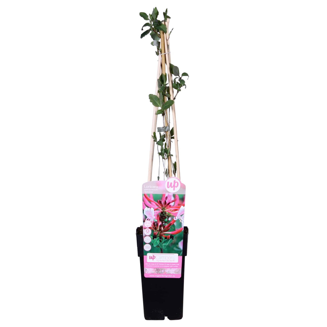 Waldgeißblatt - Lonicera periclymenum &