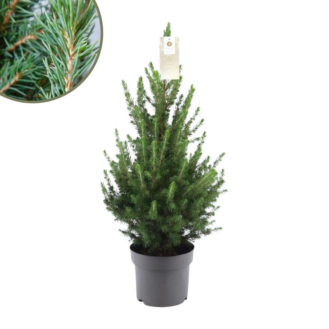 Kleine Weihnachtsbaum - Picea gl. Conica &