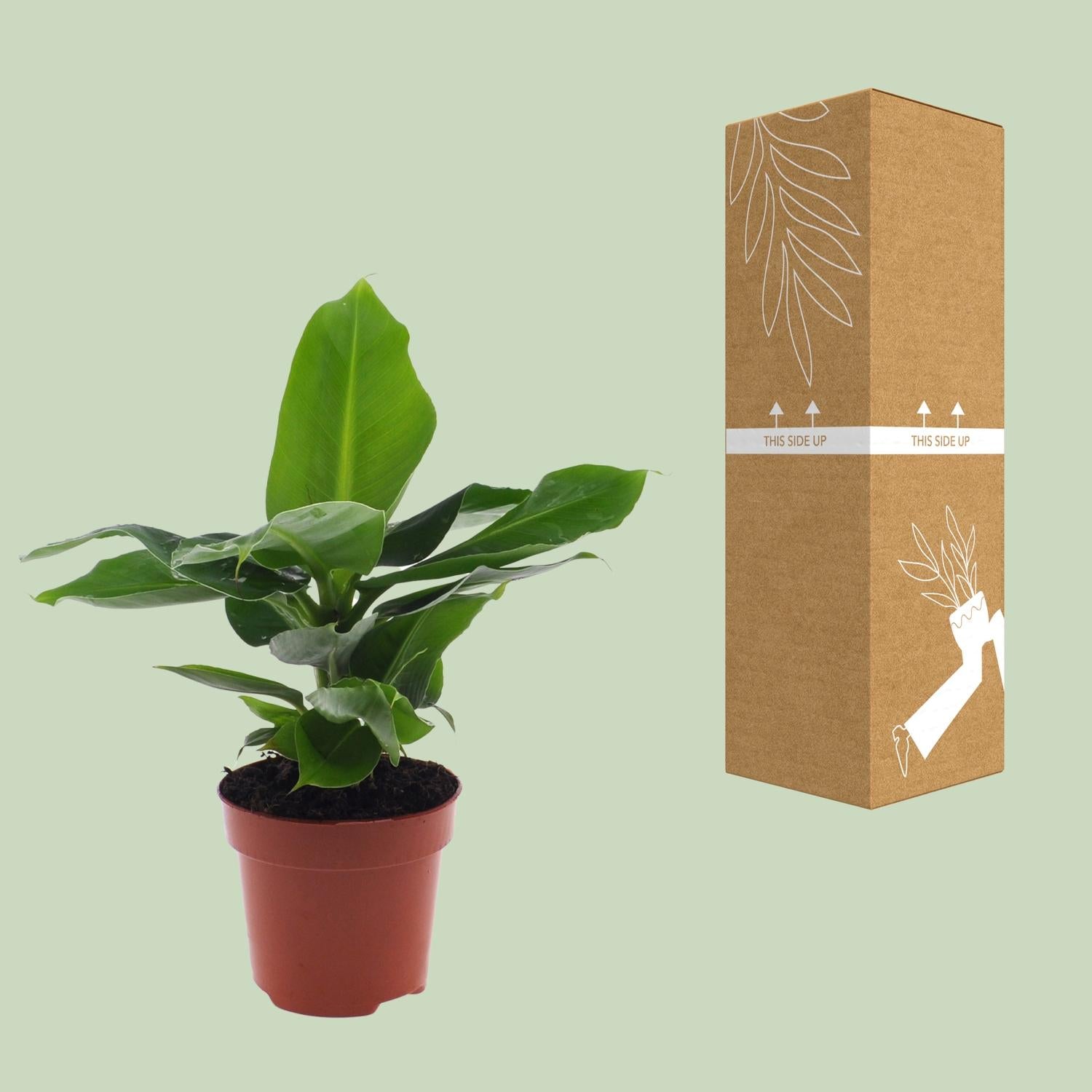 Musa Oriental Dwar - Ø12cm - ↕25cm