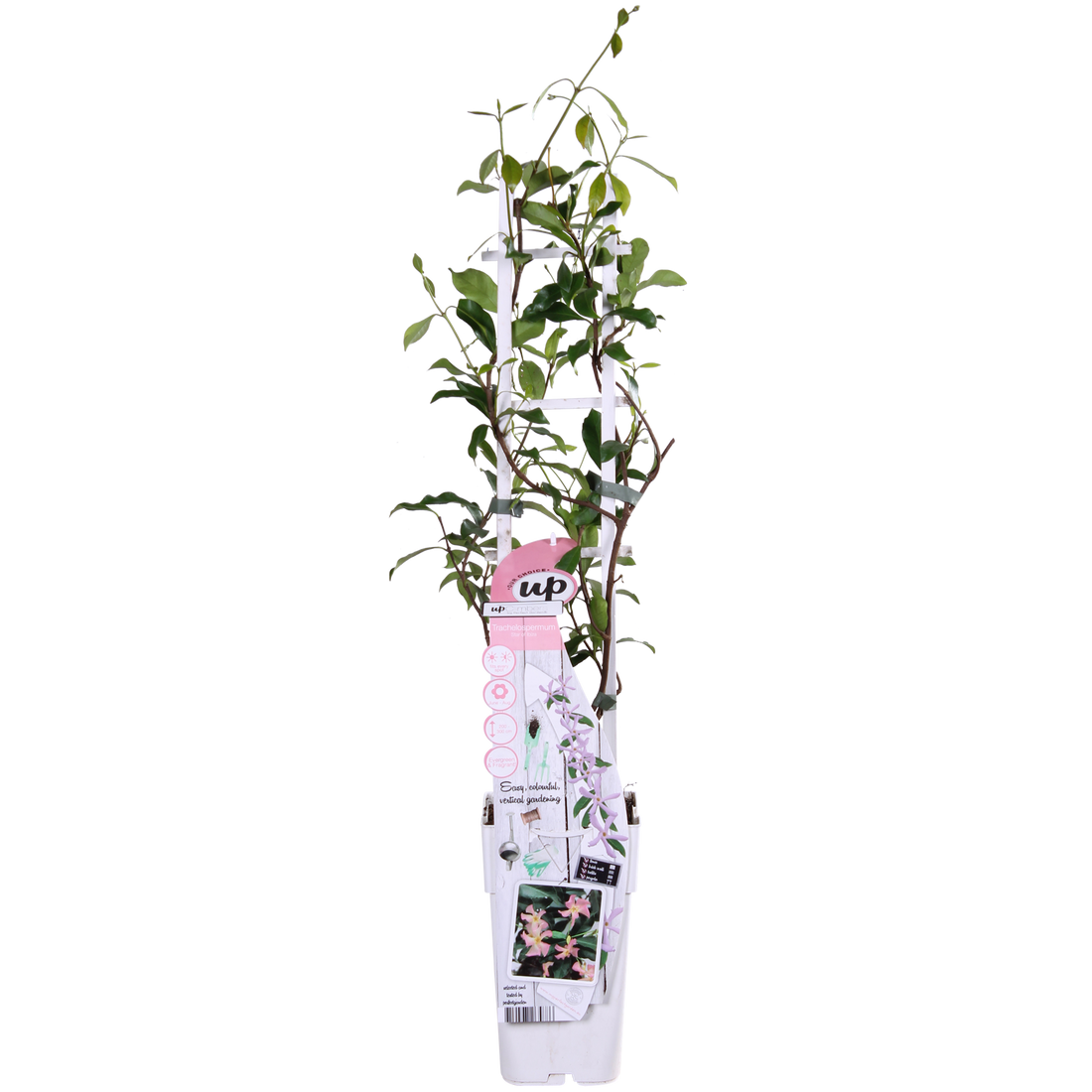 Toskanischer Jasmin Rosa - Trachelospermum &