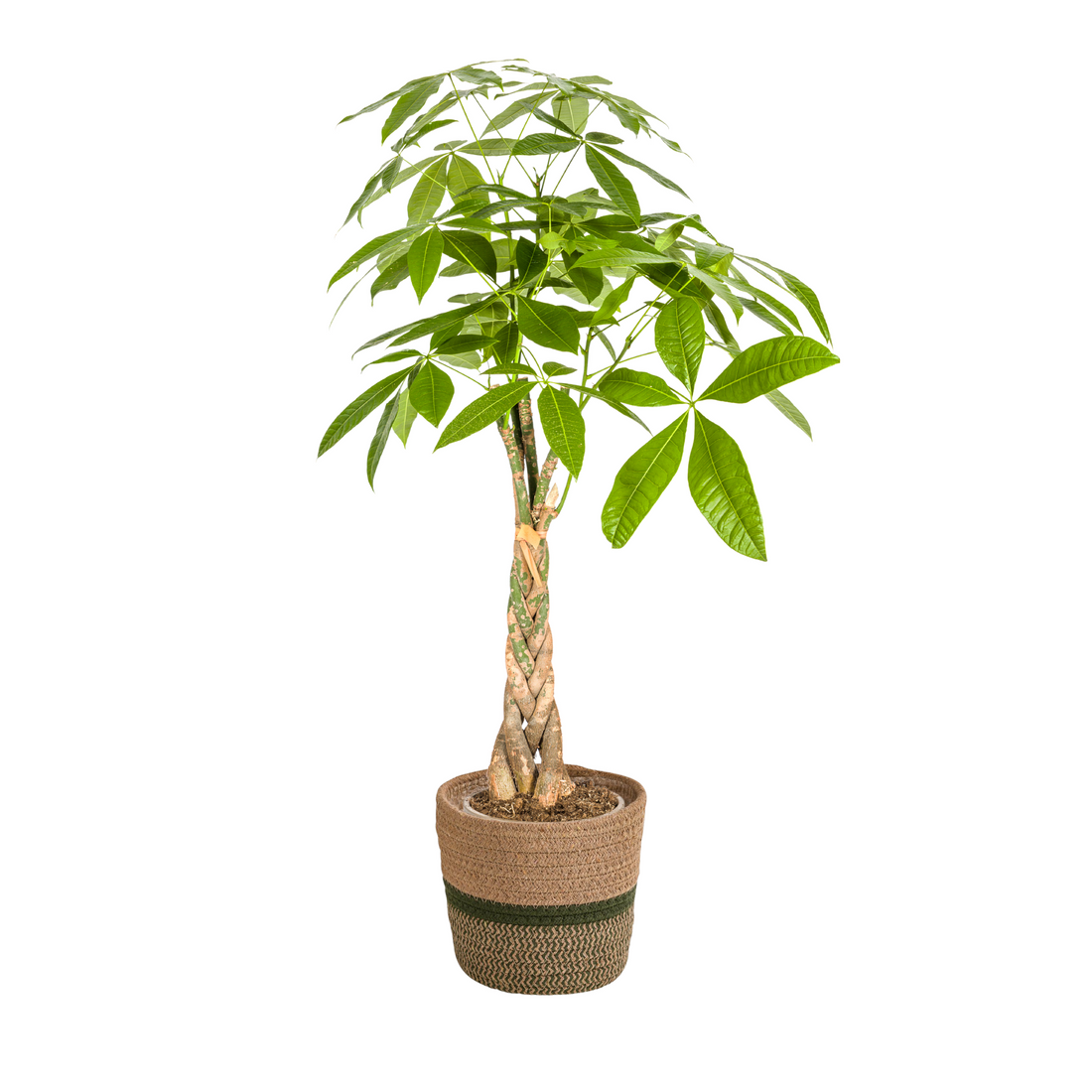 Glückbaum/Geldbaum mit Korb - Pachira Aquatica mit Korb Ø21cm - ↕90 - 110cm