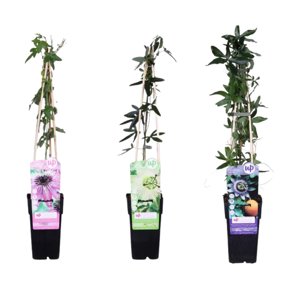 Passionsblumen Mix - 3er Set - ↨65cm - Ø15
