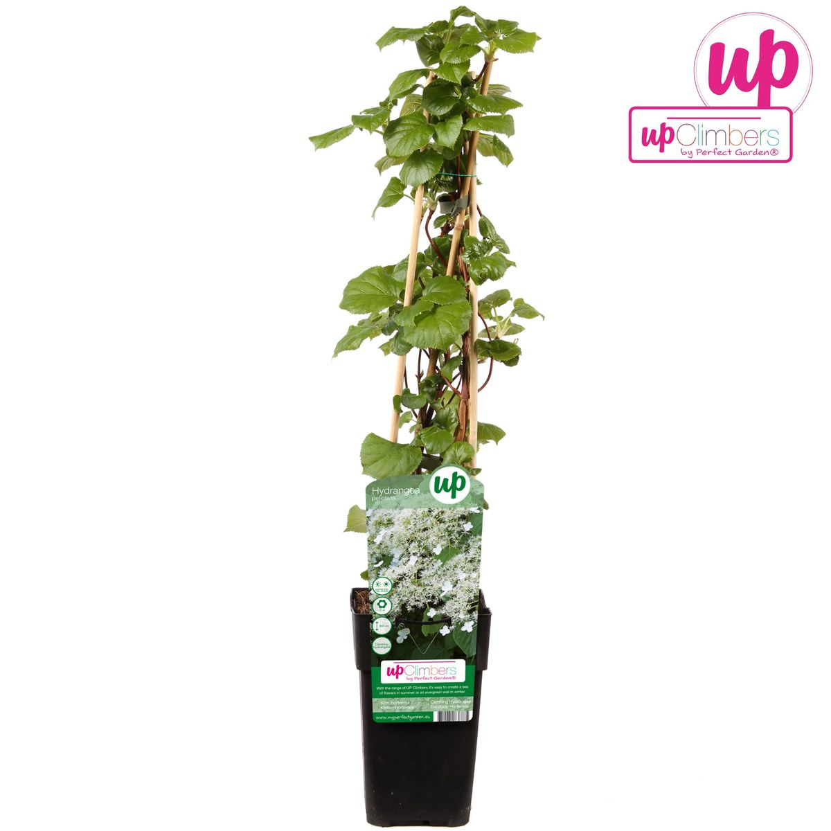 Kletterhortensie - Hydrangea petiolaris - Ø15cm - ↕65cm
