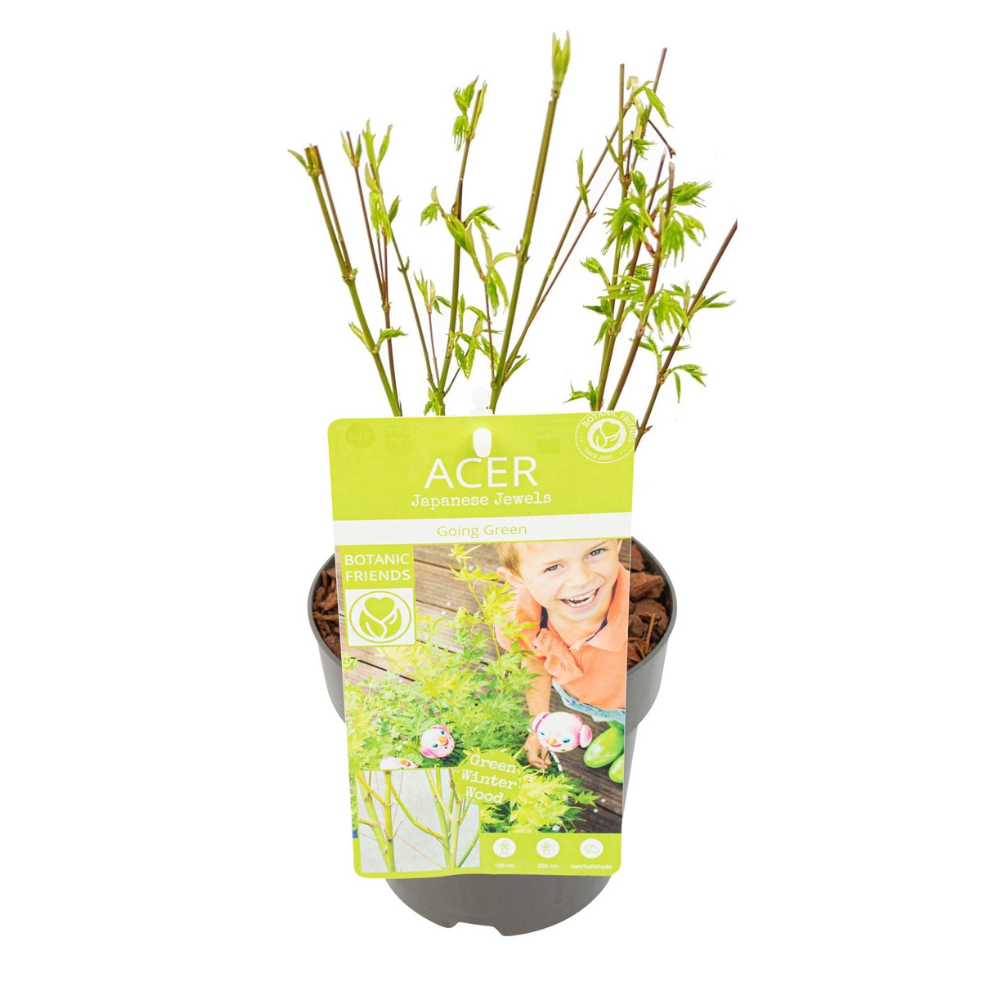 Acer palm. &