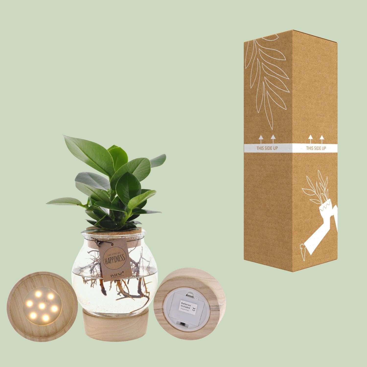 Clusia in Glas + Korken + LED - Ø12cm - ↕30cm