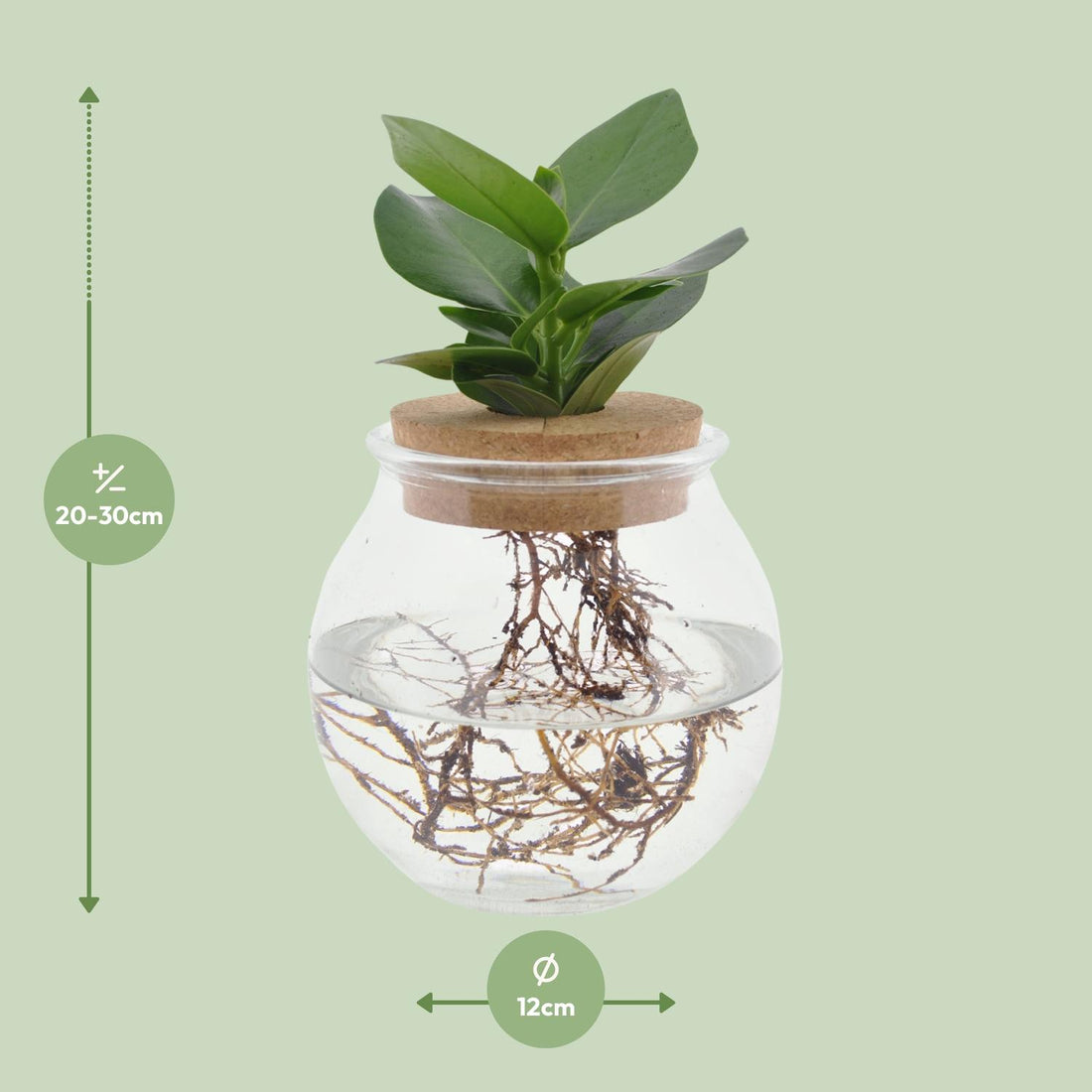 Clusia In Glas + Korken - Ø12cm - ↕30cm