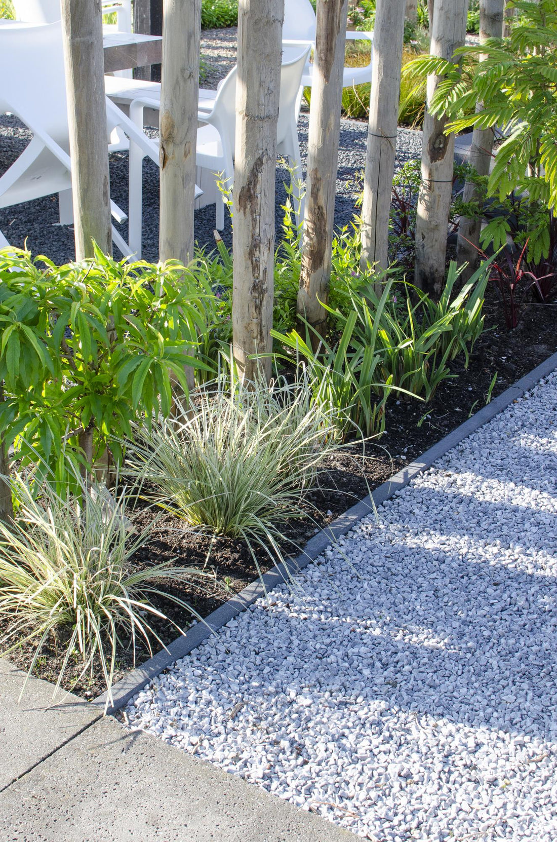 Korbgras - Lomandra longifolia &